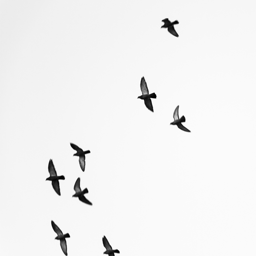 Birds Flying - Harrisburg, Pennsylvania - fine art nature photography