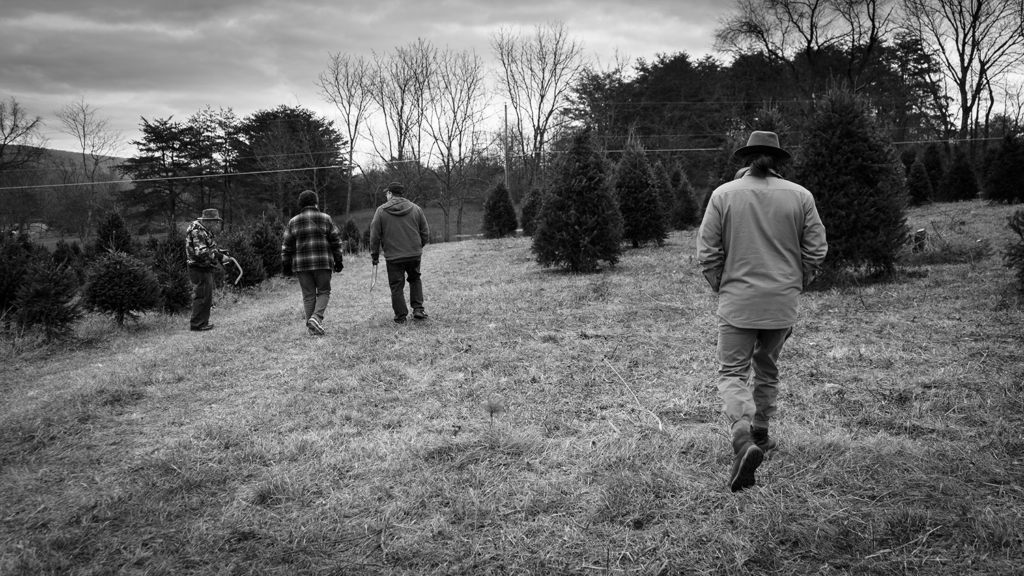 Christmas Tree Farm - Perry County, Pennsylvania - photography