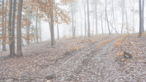 Autumn Camping in Tuscarora State Forest