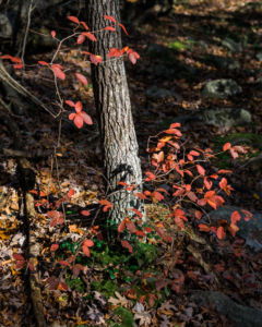 Fine Art Nature Photography - Photographer - Pennsylvania