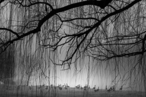 Harrisburg, Pennsylvania black and white - fine art nature photography