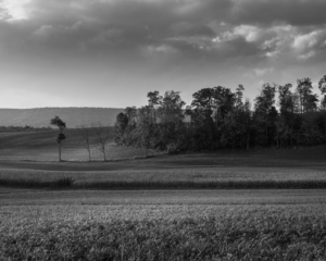 Pennsylvania - black and white - fine art nature photography