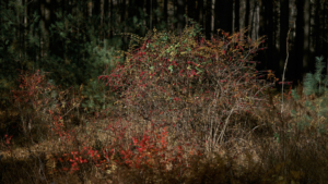 Michaux State Forest - fine art photography - Pennsylvania