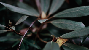 Fine Art Nature Photography - Rhododendron - Poconos - Pennsylvania